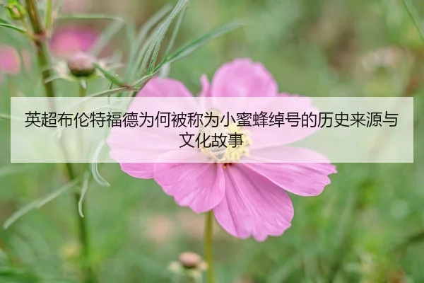 英超布伦特福德为何被称为小蜜蜂绰号的历史来源与文化故事